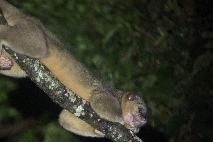 Monteverde Cloud Forest Guided Night Walk