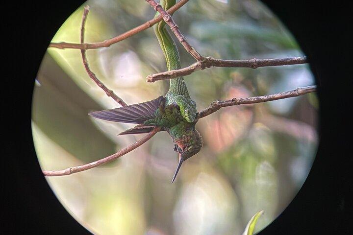 Monteverde Cloud Forest Reserve Guided Walk