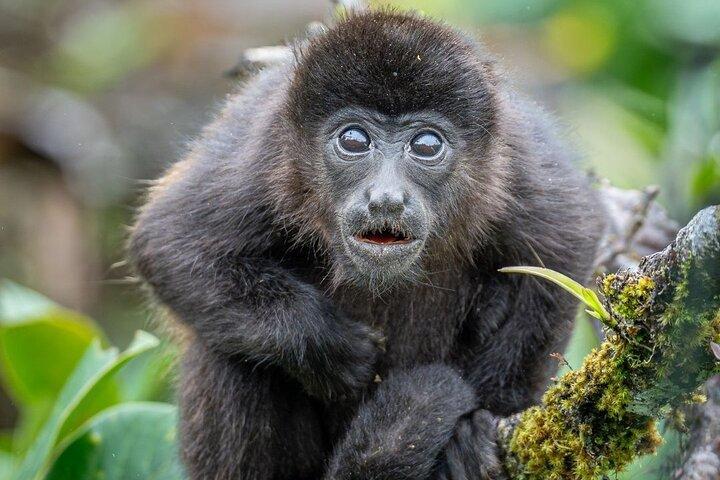 Monteverde Cloud Forest Reserve Guided Walk