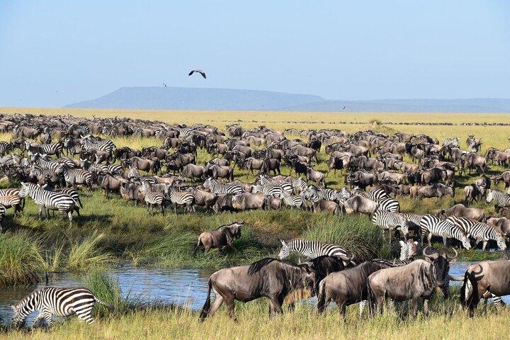 8 Days Safari Wildebeests Migration and Calving Season
