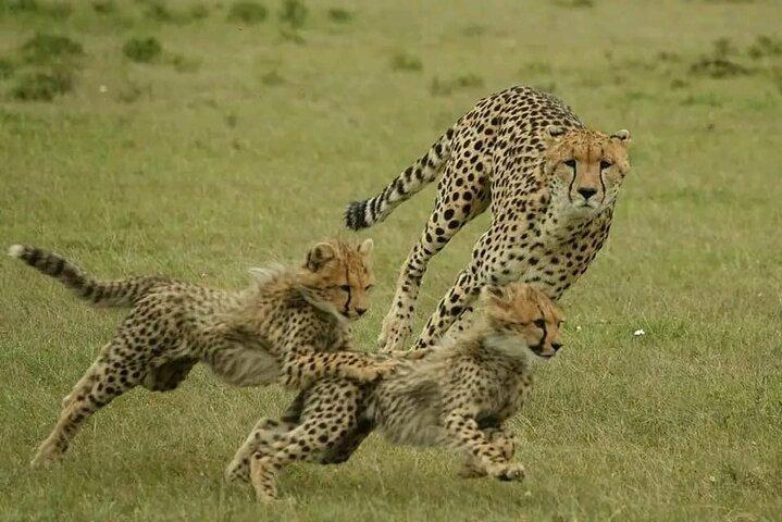3-Days Masai Mara Group Safari with Maasai Village Visit