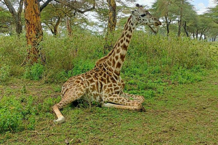 5 Days Masai Mara , Lake Nakuru and Lake Naivasha private tour