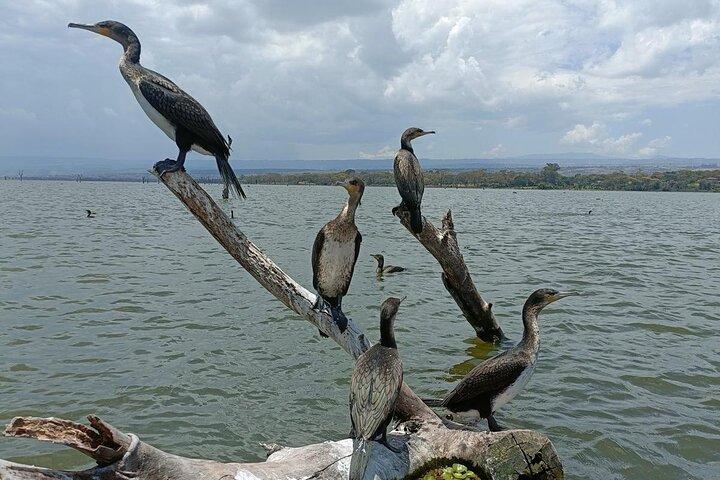 5 Days Masai Mara , Lake Nakuru and Lake Naivasha private tour
