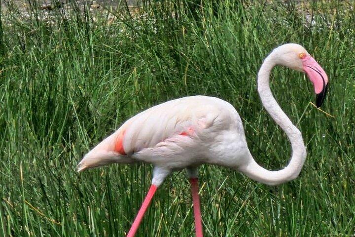 7-Day Northern Tanzania Birdwatching and Wildlife Safari