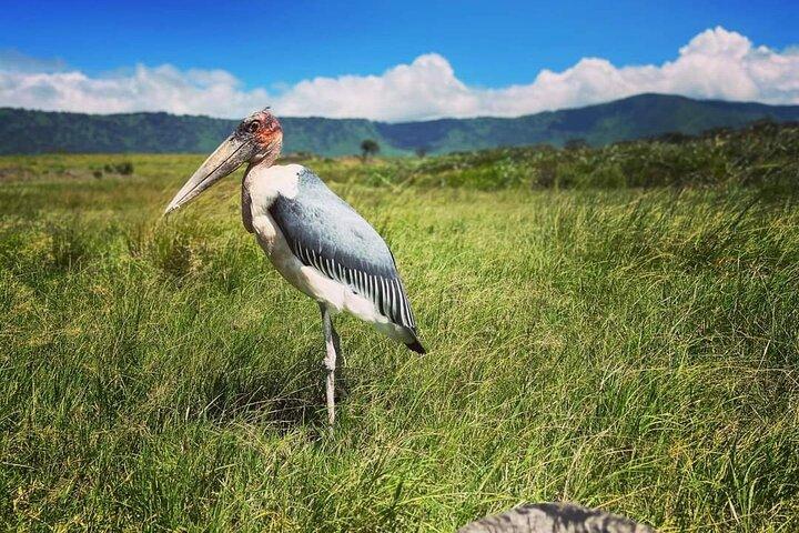 8 Day Perfect Tanzanian Safari Explore Northern Circuit