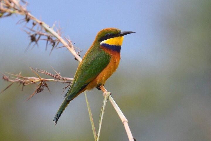7-Day Northern Tanzania Birdwatching and Wildlife Safari