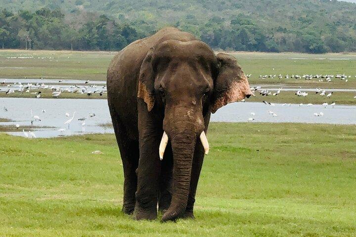 Polonnaruwa Ancient Site and Minneriya National Park Tour