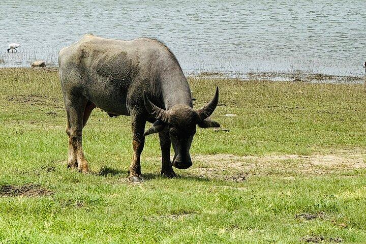 Polonnaruwa Ancient Site and Minneriya National Park Tour