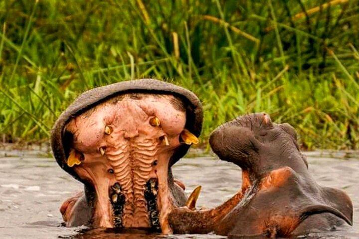 Schotia Safari Half-Day Game Drive :Port Elizabeth