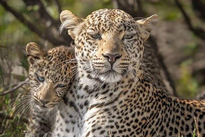 Full day Safari Game Drive.