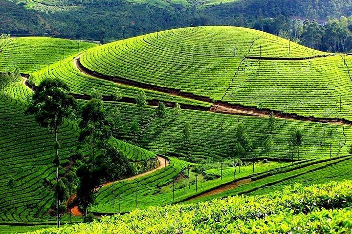 kochi to munnar A Private guided fullday tour with hotel pickup