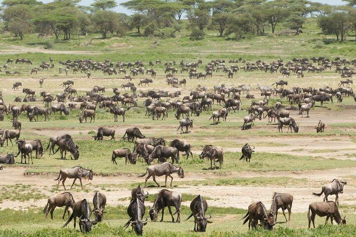 4 Day Fly-In Serengeti Safari and Scenic Drive-Out Adventure