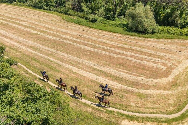 Horseback Riding in the Vineyards
