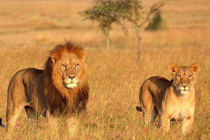 5 Days Mid Range Group Safari and Accommodations