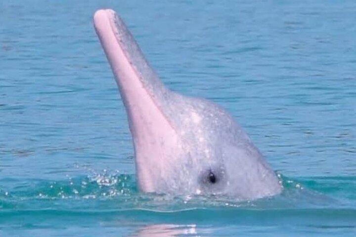 Pink Dolphin & Pig Island with Snorkeling Full Day Experience