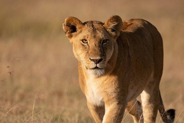5 Days Mid Range Group Safari and Accommodations