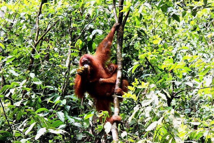 Jungle trekking Bukitlawang