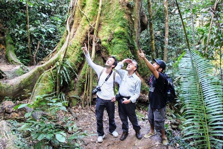 Jungle trekking Bukitlawang