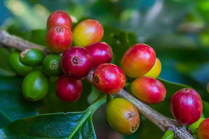 Authentic Coffee Farm Tour in Monteverde with Local Family