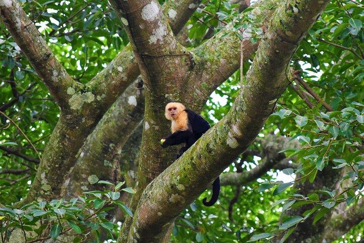 Authentic Coffee Farm Tour in Monteverde with Local Family