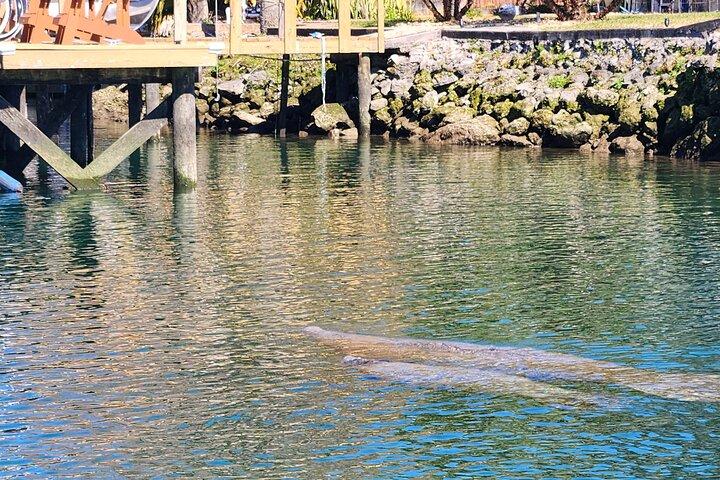 Crystal River Manatee Swim & Snorkel Tour-Small Group Local guide