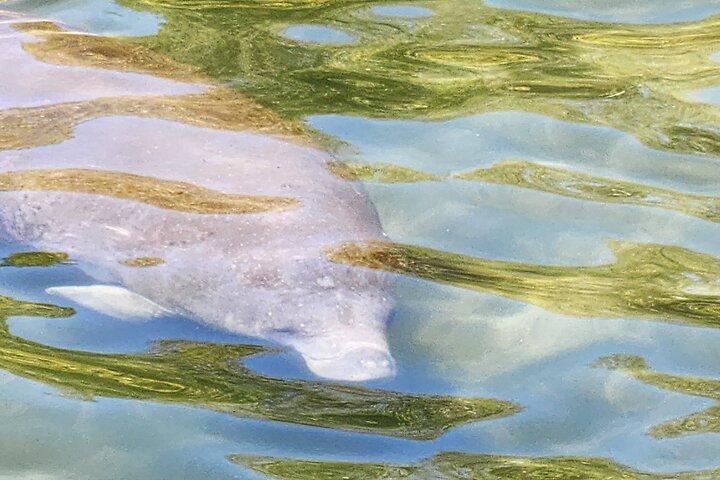 Crystal River Manatee Swim & Snorkel Tour-Small Group Local guide