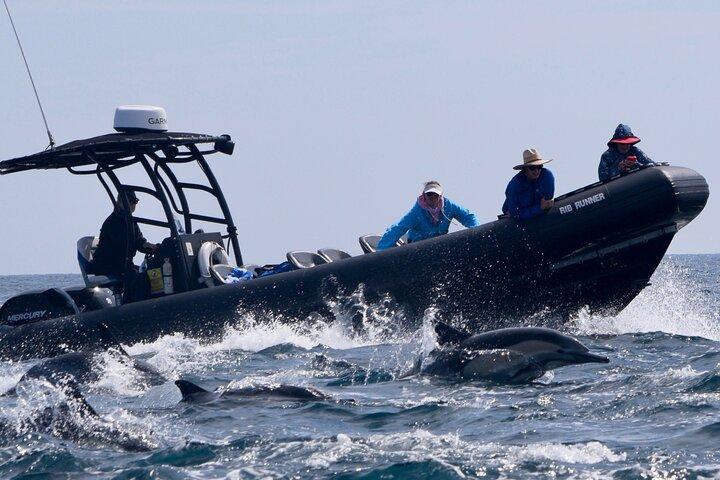 Up Close Dolphin & Whale Watching