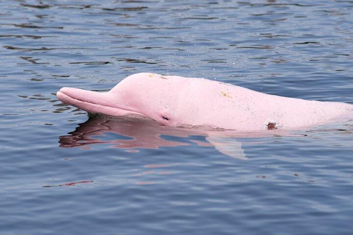 Pink Dolphin and Pig Island by Speedboat from Koh Samui