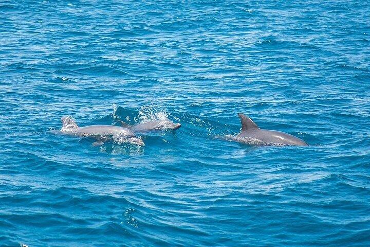 Dolphin House By Private Speed Boat & Drinks & Transfer-Hurghada