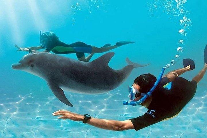 Dolphin House By Private Speed Boat & Drinks & Transfer-Hurghada