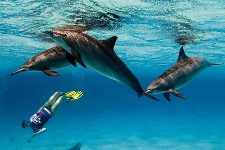 Dolphin House By Private Speed Boat & Drinks & Transfer-Hurghada