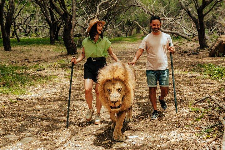 Casela - Walk With Lions