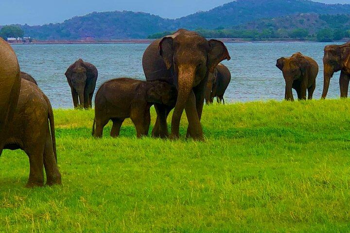 Private Polonnaruwa Ruins & Minneriya Safari Tour from Sigiriya