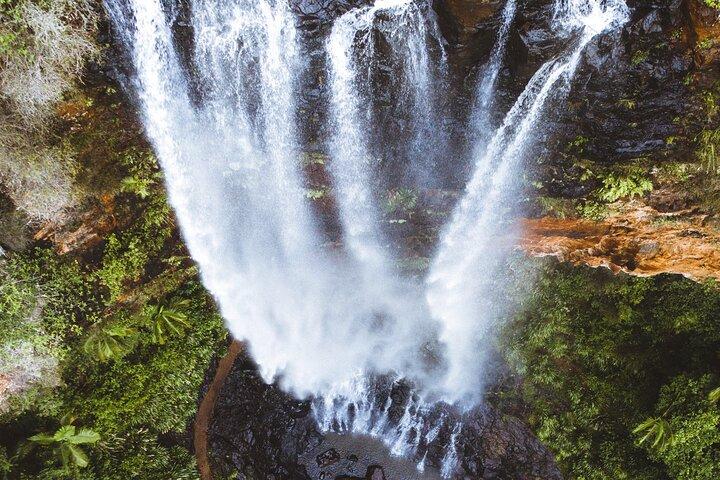 Kangaroos, 6 Springbrook Waterfalls and Natural Bridge Day Tour