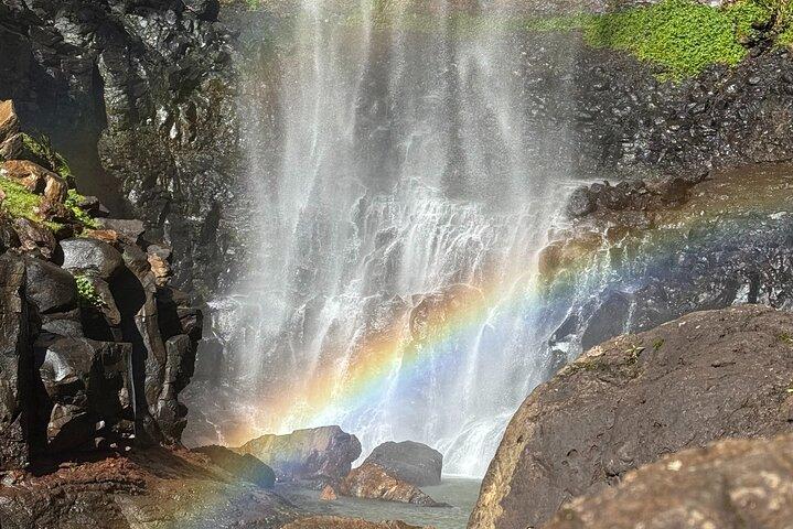Koalas, 6 Springbrook Waterfalls and Natural Bridge Day Tour