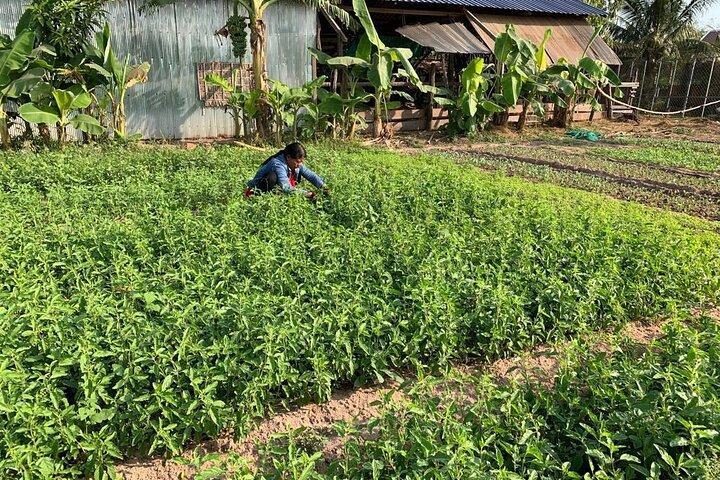 Rural Countryside Experience Tour in Siem Reap