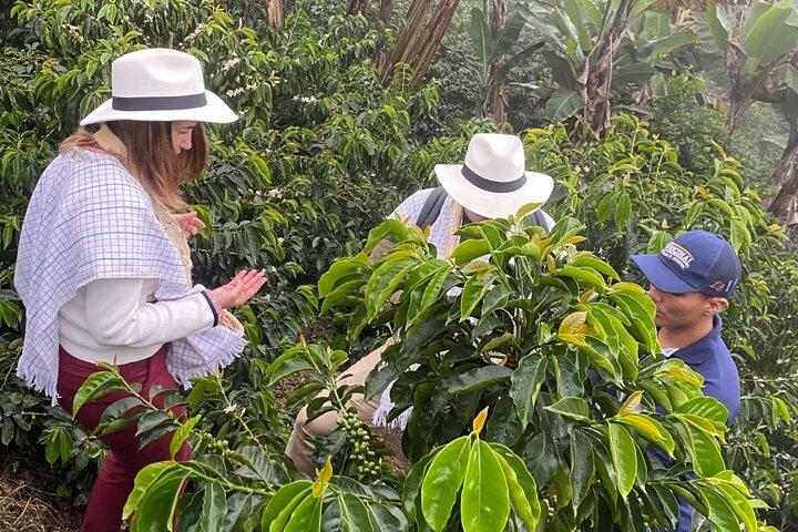 Cocora Valley Tour - Coffee Estate Tour - Salento Tour