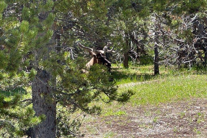 250th Anniversary Yellowstone 55+ Adults Only Deals,gifts & lunch