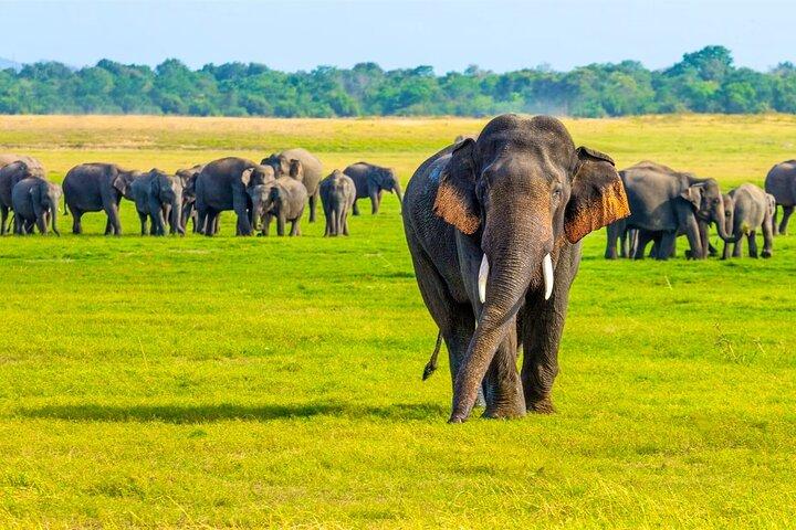 Minneriya National Park Elephant Safari from Sigiriya