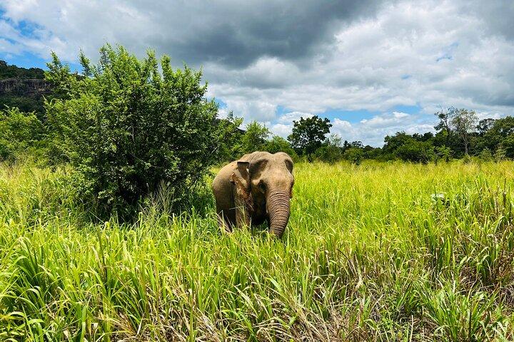 Minneriya National Park Elephant Safari from Sigiriya