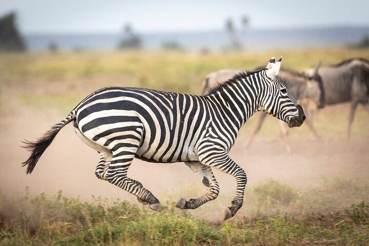 From Nairobi to Amboseli National Park and Maasai Village Tour