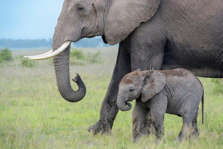 From Nairobi to Amboseli National Park and Maasai Village Tour