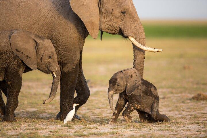 From Nairobi to Amboseli National Park and Maasai Village Tour