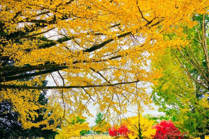 3 Day Private Osaka Kyoto and Nara Tour