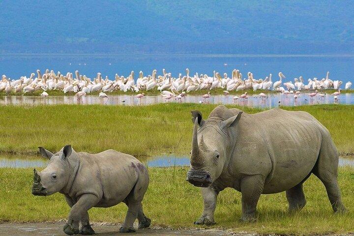 4 Days 3 nights Maasai Mara and Lake Nakuru Safari