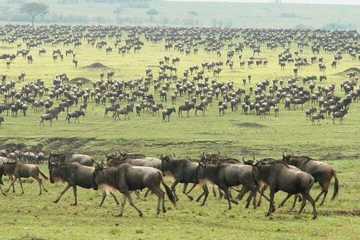 3 Days Masai Mara Crossing