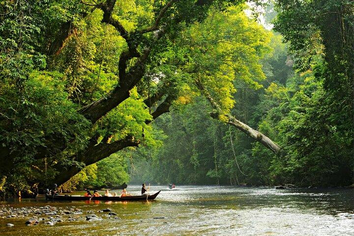 From Kuala Lumpur Taman Negara Day Trip With Lunch