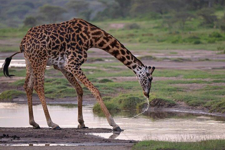 6-Day Ngorongoro, Serengeti & Tarangire NP Budget Tour