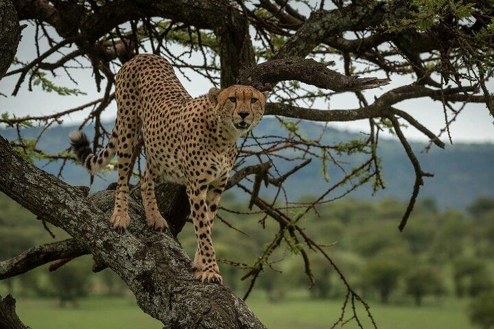 6-Day Ngorongoro, Serengeti & Tarangire NP Budget Tour