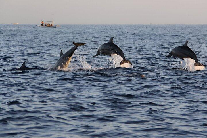 Dolphin House Snorkeling VIP Boat Trip & Lunch / Hurghada
